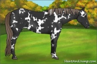Horse Color:White Spotted Liver Chestnut 