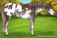 Horse Color:Liver Chestnut Sabino Appaloosa 