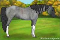 Horse Color:Blue Roan 