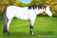 Horse Color:Blue Roan Fewspot 