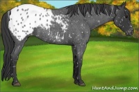 Horse Color:Blue Roan Snowflake Varnish 