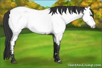 Horse Color:Blue Roan Near Fewspot