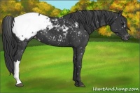 Horse Color:Black Appaloosa 
