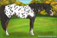 Horse Color:Liver Chestnut Sabino Near Leopard 