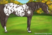 Horse Color:Liver Chestnut Sabino Blanket 