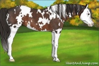 Horse Color:White Spotted Liver Chestnut Splash 