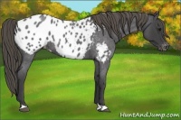 Horse Color:Smoky Blue Roan Appaloosa 