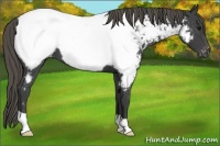 Horse Color:Smoky Blue Roan Near Fewspot 