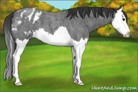 Horse Color:Blue Roan Splash Appaloosa 