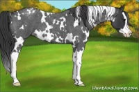 Horse Color:White Spotted Blue Roan Splash Varnish 