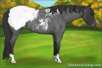 Horse Color:Blue Roan Appaloosa