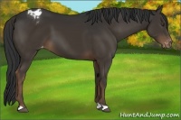 Horse Color:Liver Chestnut Appaloosa 