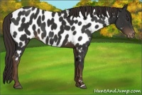Horse Color:Liver Chestnut Appaloosa 