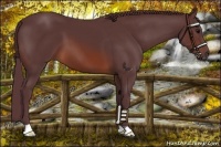 Horse Color:Chocolate Brown 