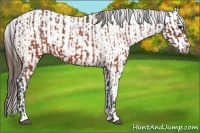 Horse Color:Brown Appaloosa  and Brown Appaloosa 