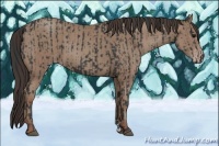 Horse Color:Black  and Classic Champagne 