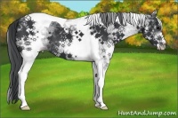 Horse Color:White Spotted Black Tobiano 