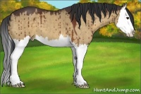 Horse Color:Bay Dun Splash 