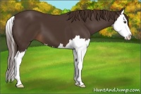 Horse Color:Liver Chestnut Splash 