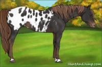 Horse Color:Liver Chestnut Near Leopard Rabicano 