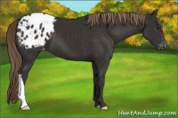 Horse Color:Liver Chestnut Appaloosa 
