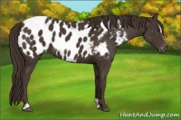 Horse Color:Liver Chestnut Sabino Blanket 