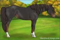 Horse Color:Liver Chestnut Appaloosa 