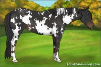Horse Color:White Spotted Liver Chestnut 