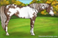 Horse Color:White Spotted Liver Chestnut Sabino Frame 