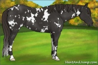 Horse Color:White Spotted Liver Chestnut 