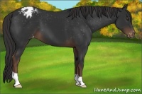 Horse Color:Liver Chestnut Appaloosa 