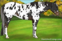 Horse Color:White Spotted Liver Chestnut Blanket 