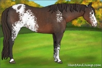 Horse Color:White Spotted Liver Chestnut Appaloosa