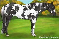 Horse Color:White Spotted Liver Chestnut 