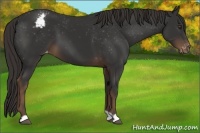 Horse Color:Liver Chestnut Appaloosa 