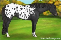 Horse Color:Liver Chestnut Appaloosa 