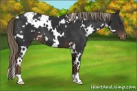 Horse Color:White Spotted Liver Chestnut Appaloosa