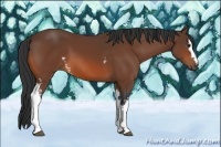 Horse Color:White Spotted Bay 