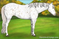 Horse Color:Palomino Appaloosa  and Palomino Appaloosa Rabicano 