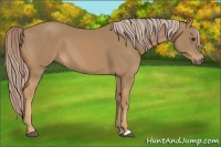 Horse Color:Palomino 
