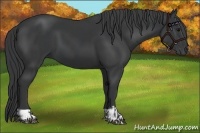 Horse Color:Black and Black