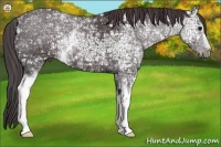 Horse Color:White Spotted Smoky Black Ice Rabicano 