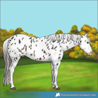 Horse Color:White Spotted Brown Appaloosa 