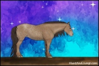 Horse Color:Classic Champagne Rabicano