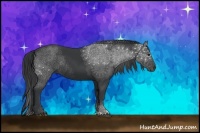 Horse Color:Black Sabino Rabicano