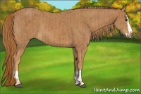 Horse Color:Chestnut  and Chestnut Splash 
