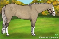 Horse Color:Silver Brown Dun Sabino Splash