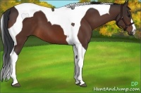 Horse Color:Brown Tobiano 