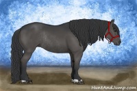 Horse Color:Black Rabicano