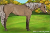 Horse Color:Silver Brown Dun Rabicano 